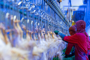 chickens hang on an automated shackle conveyor under the blue light in poultry processing line.
