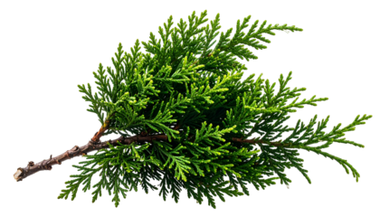 A close-up shot of a detached branch featuring vibrant green, textured foliage and a thin, brown stem against pure black