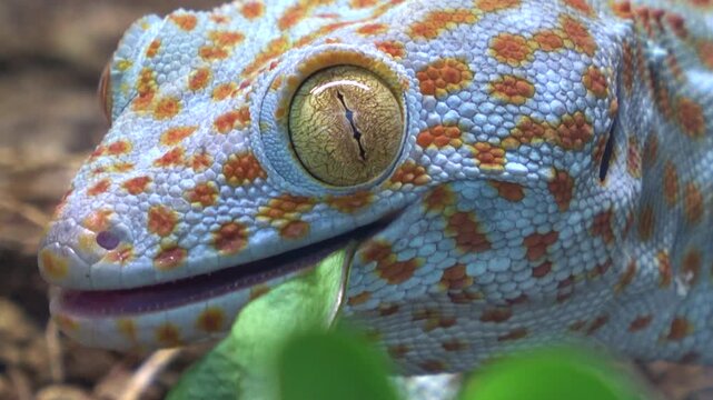 Closeup of Colorful Tokay Gecko, Gekko Gecko, Eating Plant Leaf. 4K