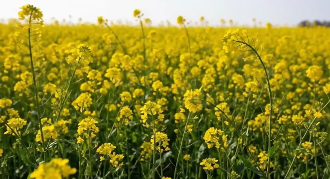 Vasant Panchami Festival Celebrating Saraswati Puja with Bright Yellow Flowers and Traditional Rituals