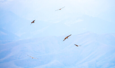 A flock of eagles flying over the mountains. Golden eagles in free flight. Wild birds of prey have gathered in a flock and are flying above the ground.