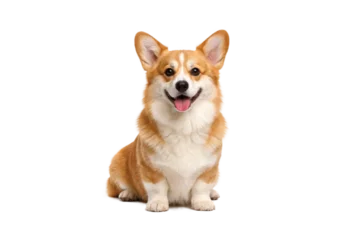 Fototapete Hund Cute Pembroke Welsh Corgi dog sitting and smiling, full body view isolated on white background. Adorable short-legged companion pet with fluffy fur, happy expression, friendly personality, transparent  © MJ iceberg