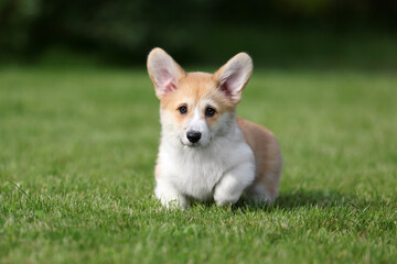 Cute little welsh corgi pembroke puppy in nature © adyafoto