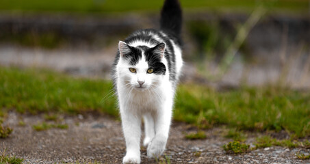 a cat outdoors panorama
