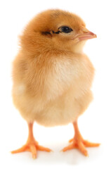 Obraz premium Small fluffy yellow chick isolated on white