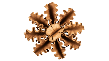 Brown leafy with wavy edges isolated on a transparent background decorative