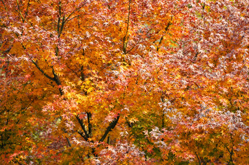 Autumn Colorful Leaves