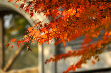Autumn Colorful Leaves