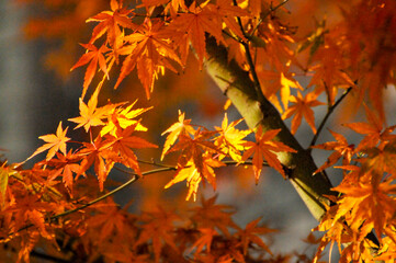 Autumn Colorful Leaves
