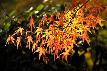 Autumn Colorful Leaves
