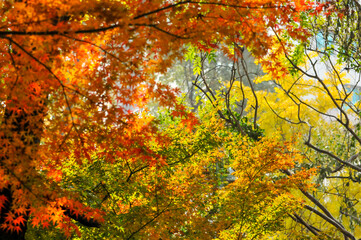 Autumn Colorful Leaves