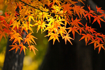 Autumn Colorful Leaves