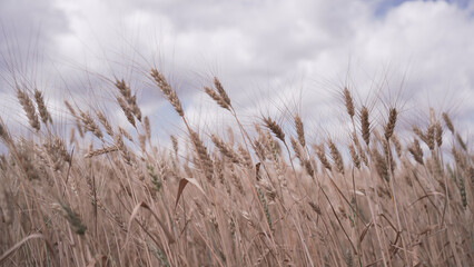 Ripe Wheat Ears in Field Against Cloudy Sky During Harvest Season