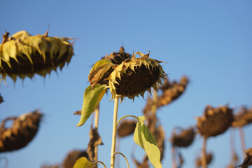 Dry Sunflowers in Field Against Clear Blue Sky During Harvest