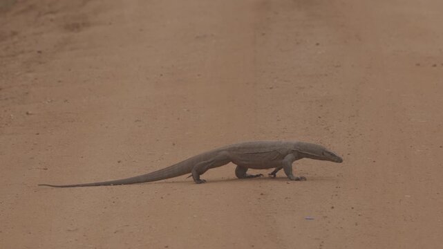 Bengal Monitor Lizard Varanus walking across a dirt road in natural habitat. Wild reptile in Slow motion, tropical wildlife behavior, perfect for nature documentaries. ProRes 422 10 bit C-LOG video.