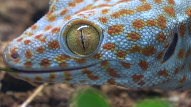 Closeup of Colorful Tokay Gecko, Gekko Gecko, Eating Plant Leaf. 4K