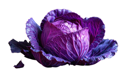 Close-up of a vibrant, healthy purple cabbage, isolated on black