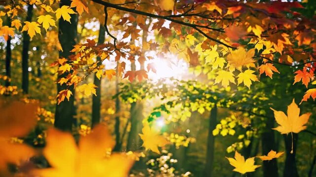 Golden light pours through the brilliant autumn canopy, illuminating the forest floor in breathtaking, warm hues.