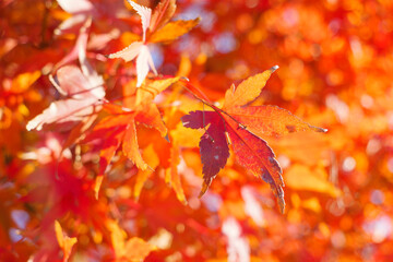 beautiful red autumn leave maple,