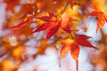 beautiful red autumn leave maple,
