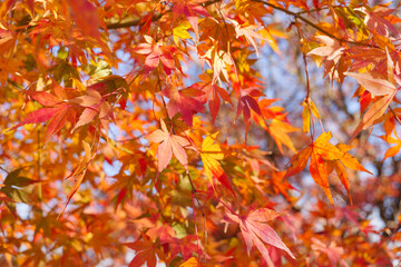 beautiful red autumn leave maple,