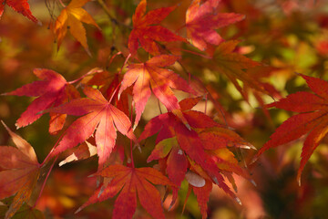 beautiful red autumn leave maple,