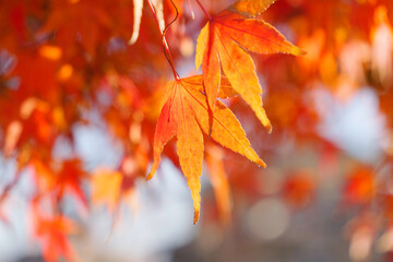 beautiful red autumn leave maple,