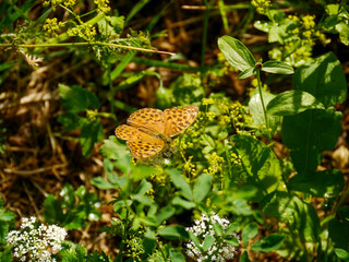A purple emperor butterfly (genus Argynnis), photographed in Musio, a district of Tremosine.