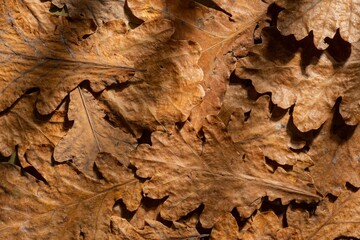 Dry oak leaves on a dark autumn background. Abstract texture