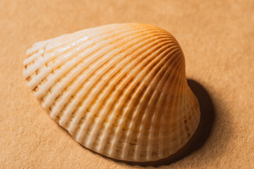 Sea shell of molluscs closeup - orderly structure of the skeleton
