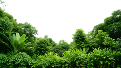 Lush Tropical Foliage isolated on a transparent background plants trees green