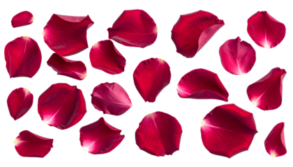 A collection of deep-red floral petals, likely from a rose, are scattered against a stark black background, showcasing intricate details
