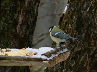 Great Tit bird on a snowy wooden feeder in winter forest