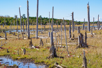 春国岱の遊歩道から見る木々が朽ちた湿地帯
