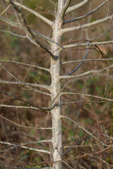Leafless tree with branches and twigs in a forest during winter