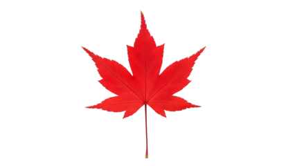 Red Maple Leaf isolated on a transparent background plant