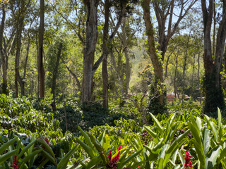 Beautiful view of the trees providing shade to coffee plantations in Madikeri(Coorg), Kodagu district, Karnataka.