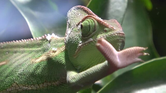 Closeup of Veiled Chameleon Moving Eyes. Rotating Eyes. Chameleon's hands. 4K