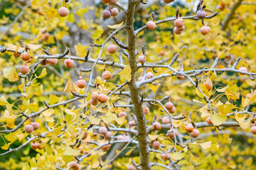 イチョウの実がなる雌の木