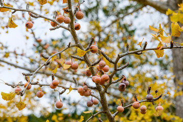 イチョウの実がなる雌の木
