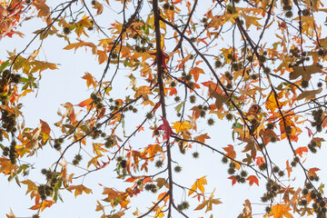 Bunt verf&auml;rbtes Herbstlaub an einem Ahornbaum, Deutschland