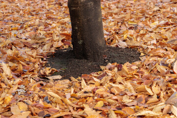 落ち葉の地面から見えている木の根本