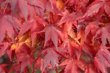 やや濡れた紅葉した楓の葉