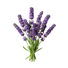 Obraz premium Fresh Lavender Flower Bouquet Isolated on White Background