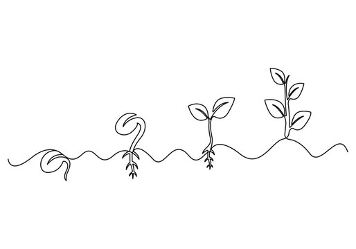 Continuous one line drawing art of step of tree growth plants