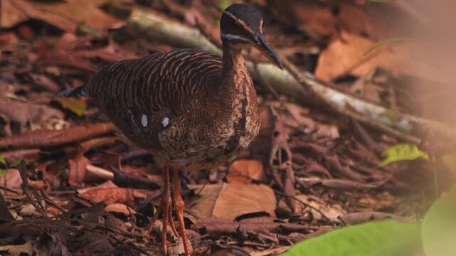 Sunbittern Standing Motionless on One Leg Waiting Before Moving Forward on Forest Floor Covered with Leaves