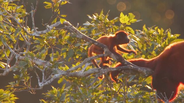 Baby Red Howler Monkey Climbing Through Branches Among Relatives in Lush Forest Canopy During Golden Hour