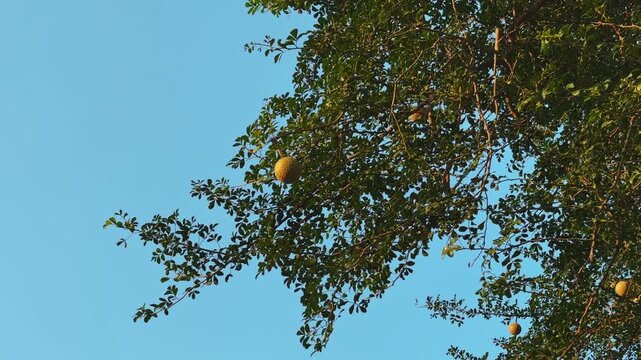 Static shot of wood apple (kaitha) fruits hanging from slender green branches, their round forms standing out clearly against the bright blue afternoon sky.