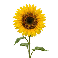 Obraz premium Single Sunflower with Bright Yellow Petals Isolated on White Background
