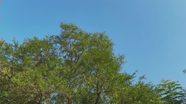 Tall wood apple tree (kaitha) rises with dense green foliage, its branches stretching upward and contrasting sharply against the bright, cloudless blue sky.